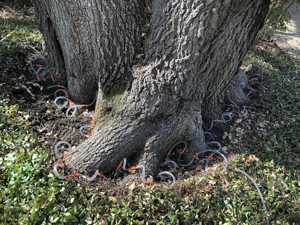 Detailed Tree Cabling and Bracing job site in Keiser