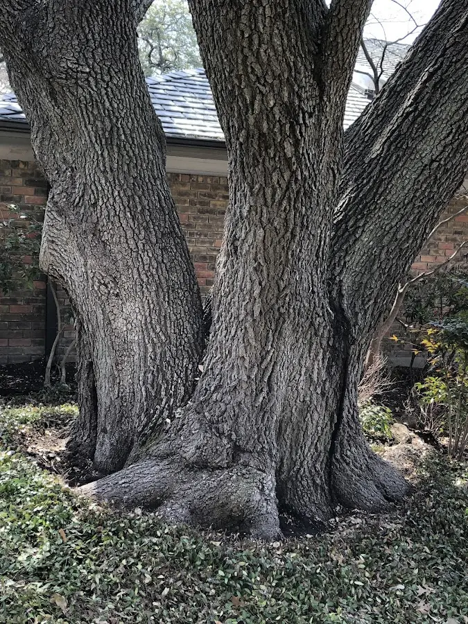 Mature heritage tree close to a Keiser property cared for by certified arborists